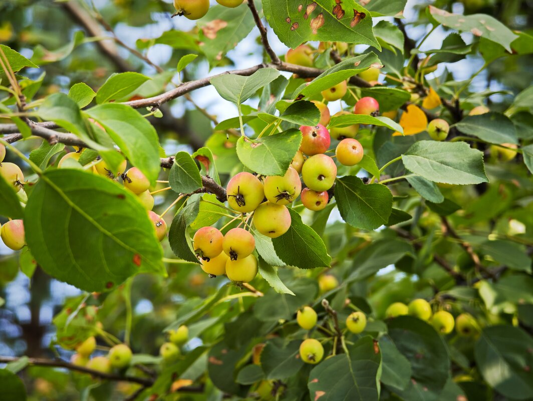 Северные яблоки - Александр 