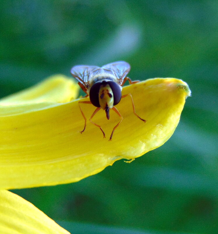 Это я-муха ! - nadyasilyuk Вознюк