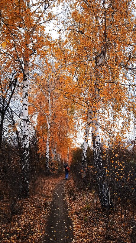 октябрь в берёзовой аллее - Елена Шаламова