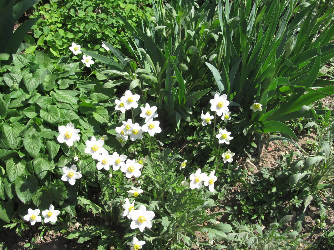 краски лета - Елена Шаламова