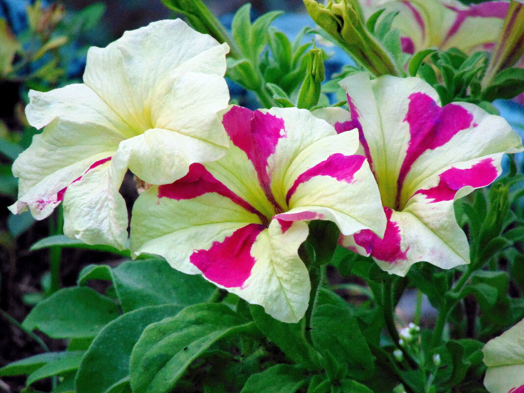 Петунья. - nadyasilyuk Вознюк