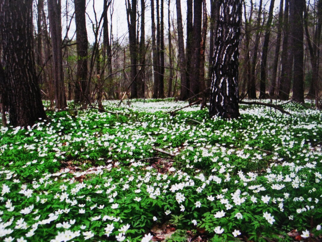 В лесу - Людмила Смородинская