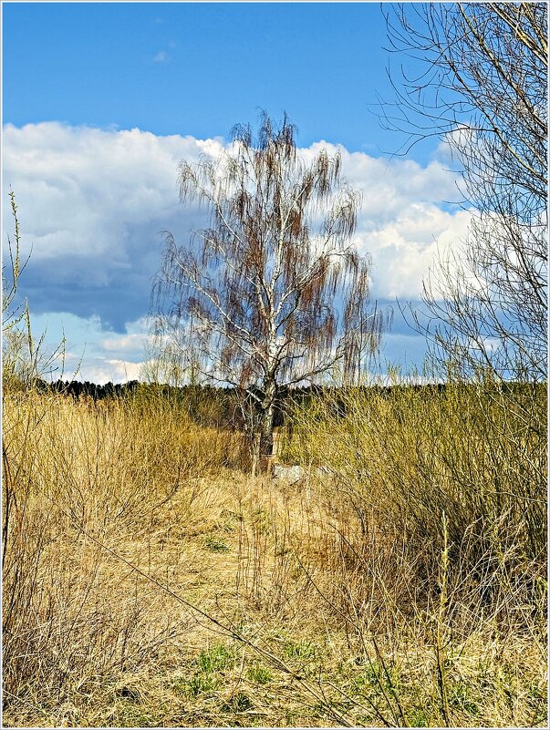 Апрель. Берёзка.. - Валерия Комова