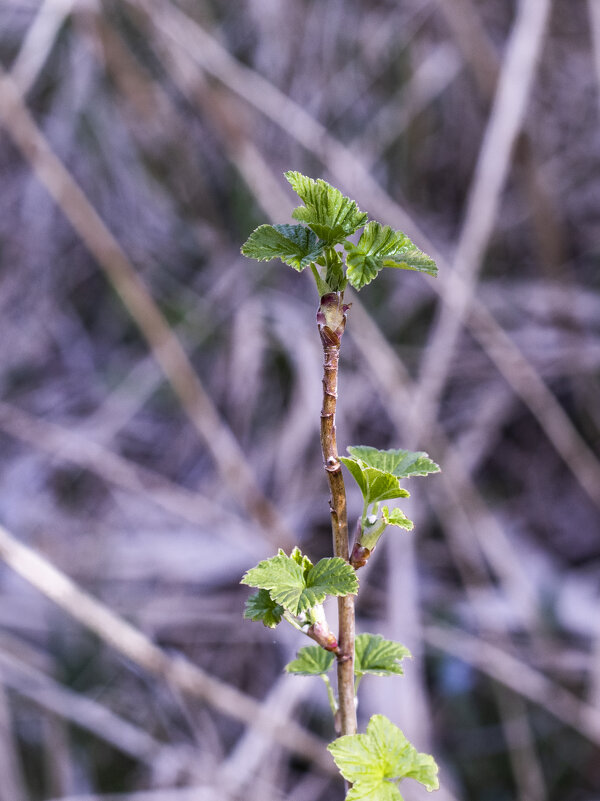 *** - Николай 