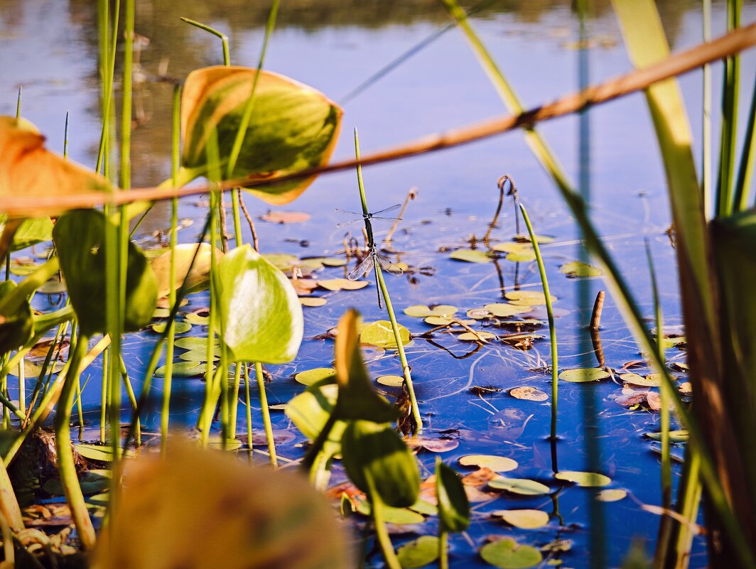 Болото - Александр 