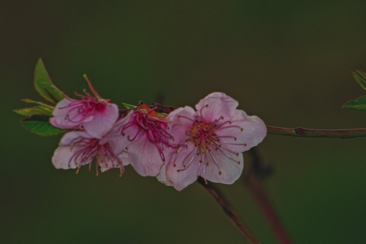 Миндаль - Giant Tao /