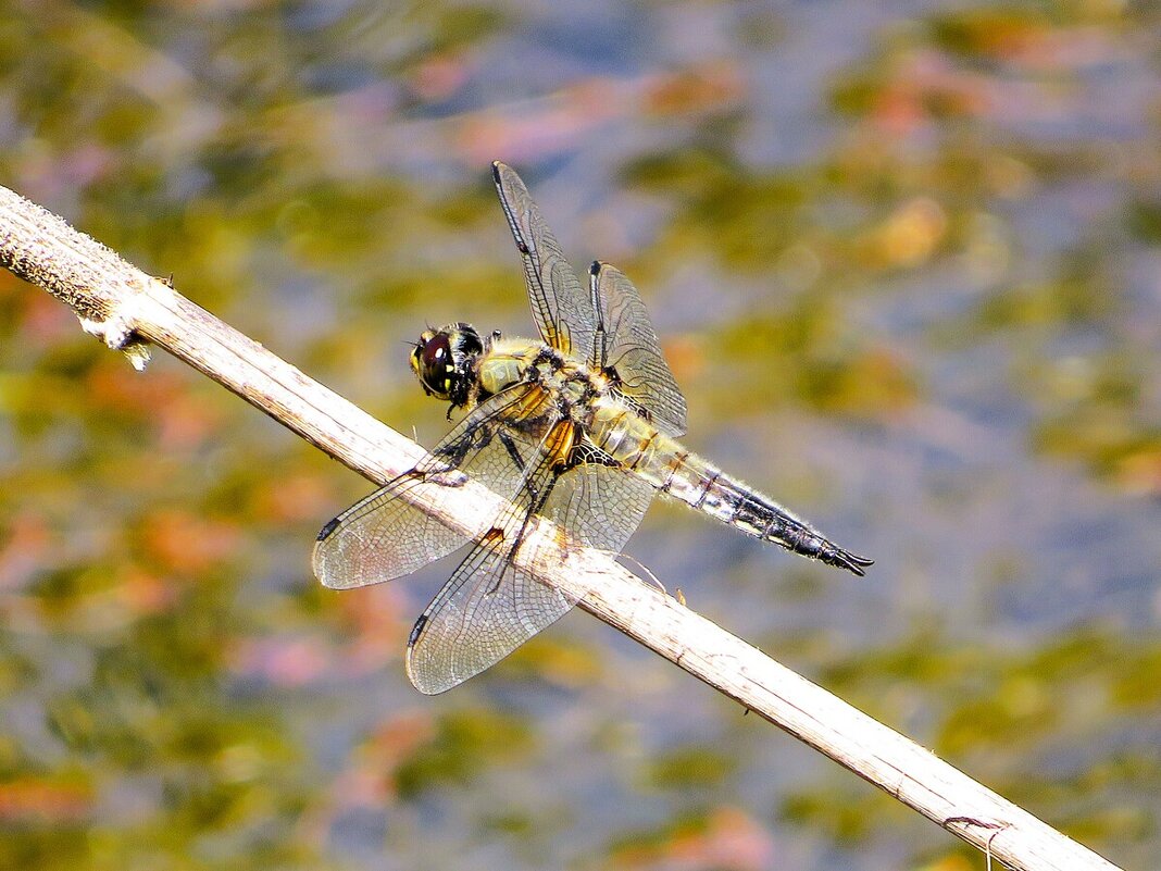 Стрекоза - Лариса С.