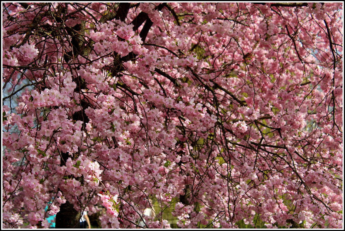 Сакура цветет.... - Aleksandr Gal