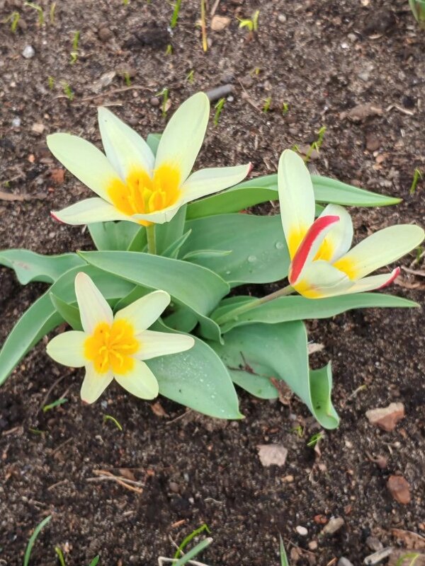 Первые - Елена Семигина