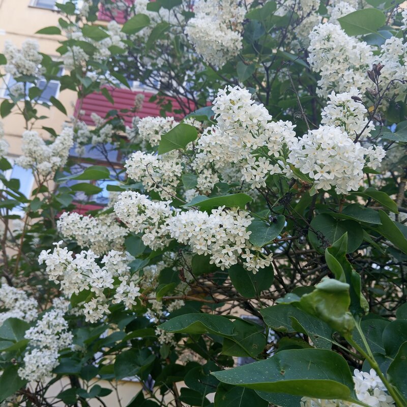 Белая сирень - Елена Семигина