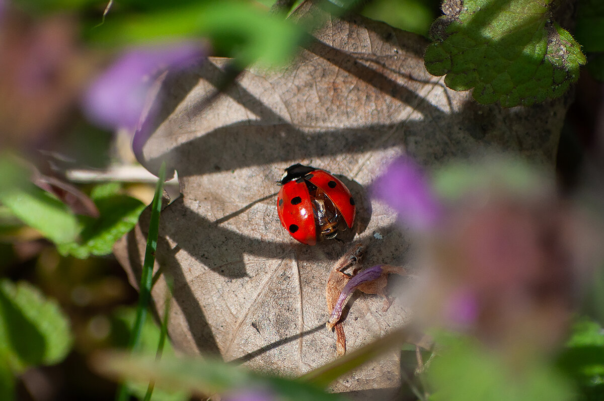 Божья коровка - Алефтина 
