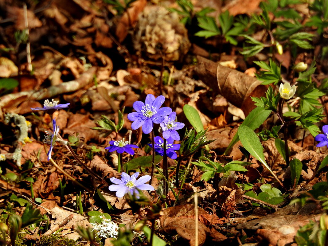 весенние зарисовки - ИННА ПОРОХОВА