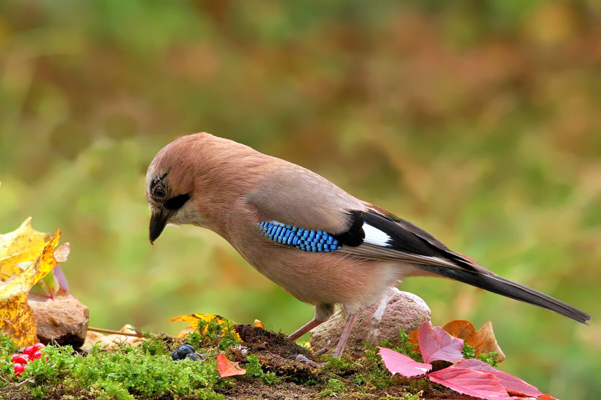 ... - Вячеслав Минаев