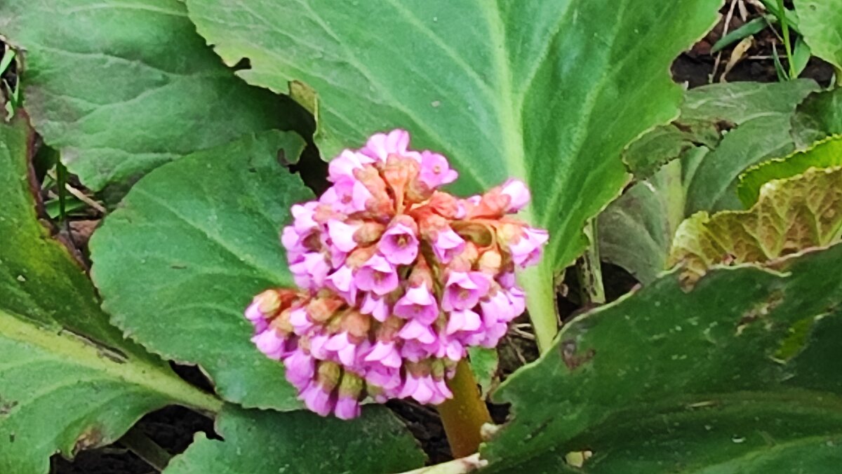 ,,, - Сергей Тимоновский