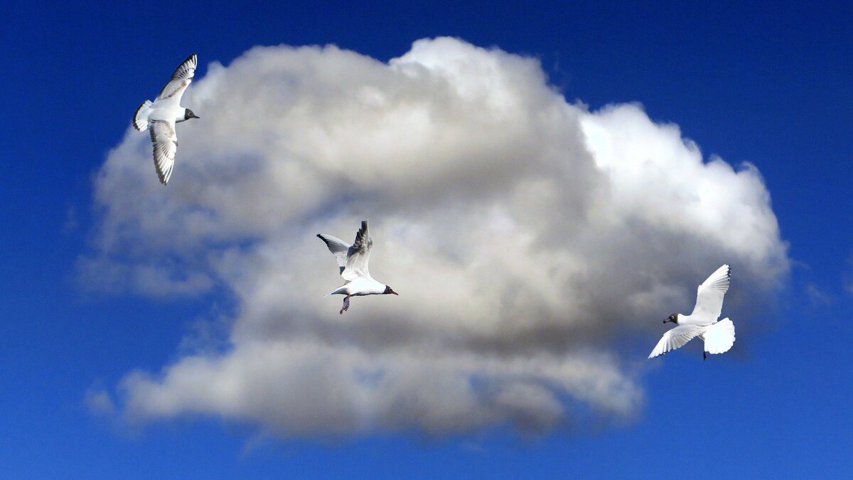 *** - Ирина Олехнович