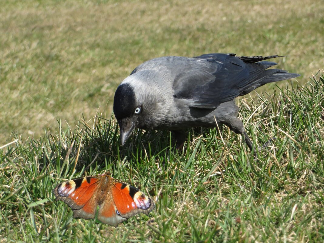 Как прекрасен этот мир! - Ирина Олехнович