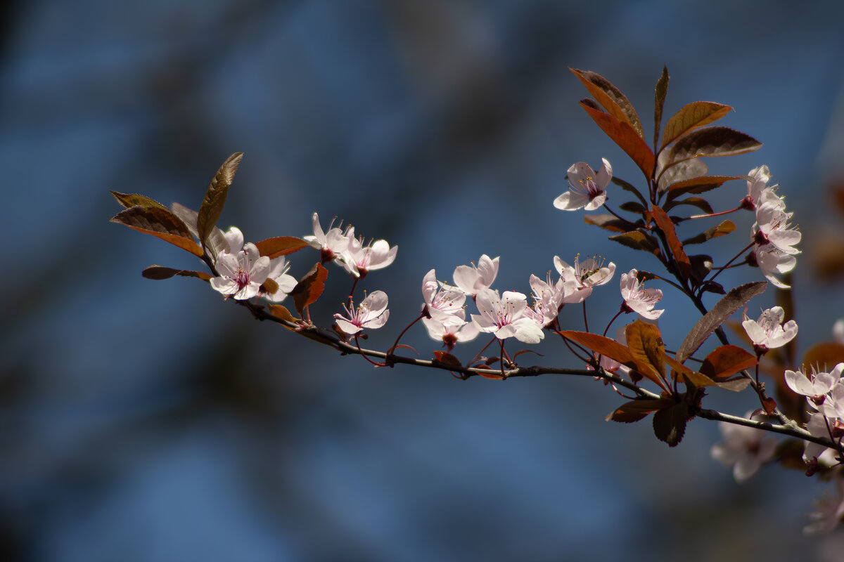 Весна. - Александр. AVG100 ---