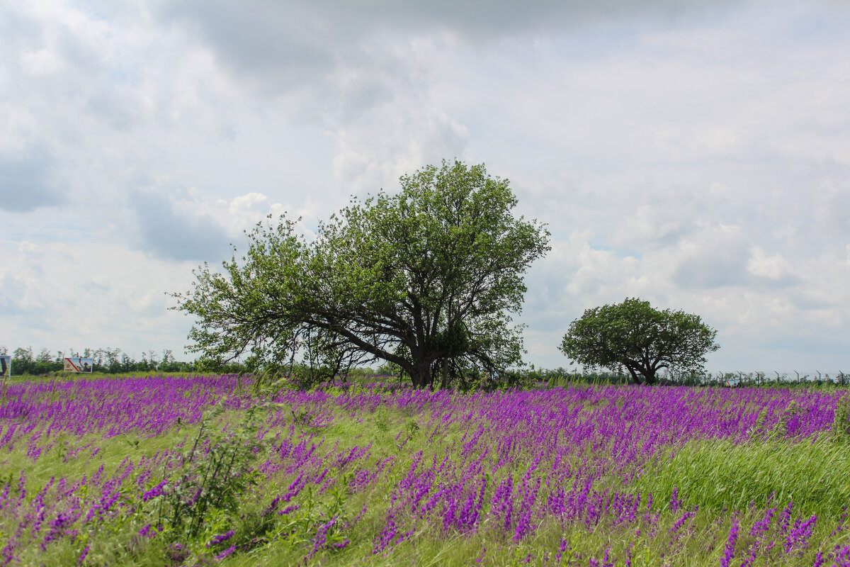 Весна. - Александр. AVG100 ---