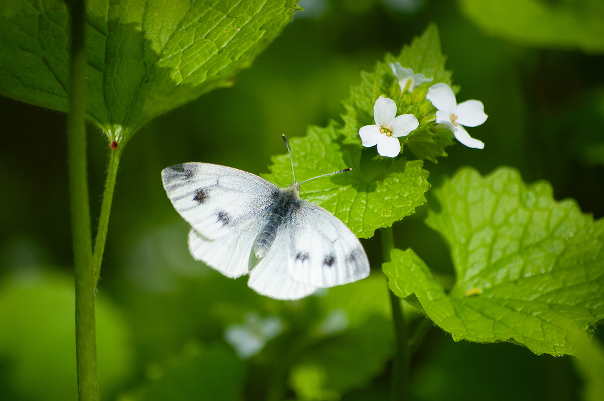 Просто бабочка - Алефтина 