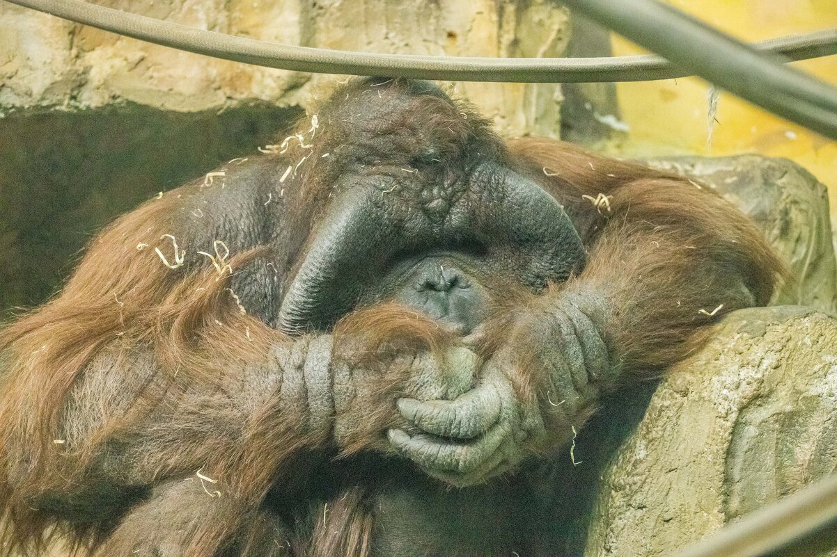 Орангутан БАТУ - Аркадий Лаптенко