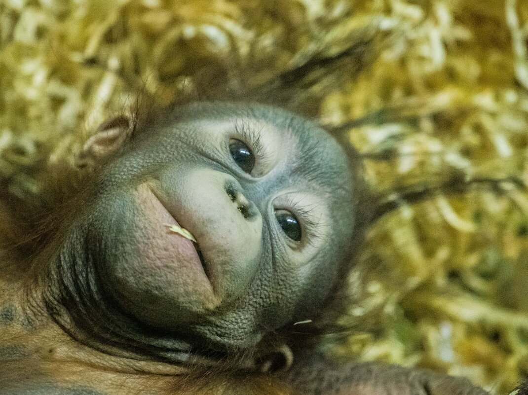 Бушель - Аркадий Лаптенко