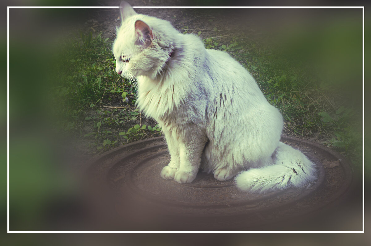 ЗАДУМАЛАСЬ - Владимир Кроливец