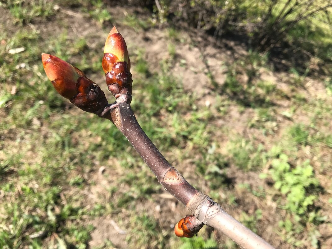 "Весна - сны и запахи вторгаются в мозг.  Весна - аллергия и авитаминоз..." - zavitok *