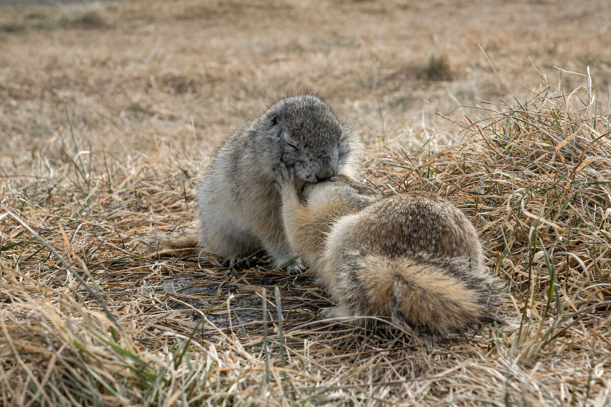 Любовь и суслики - Сергей Герасимов