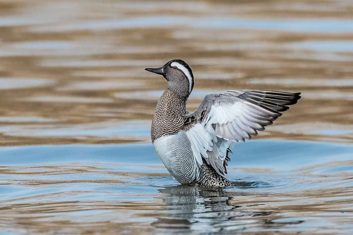 Чирок трескунок. - Николай Ловец