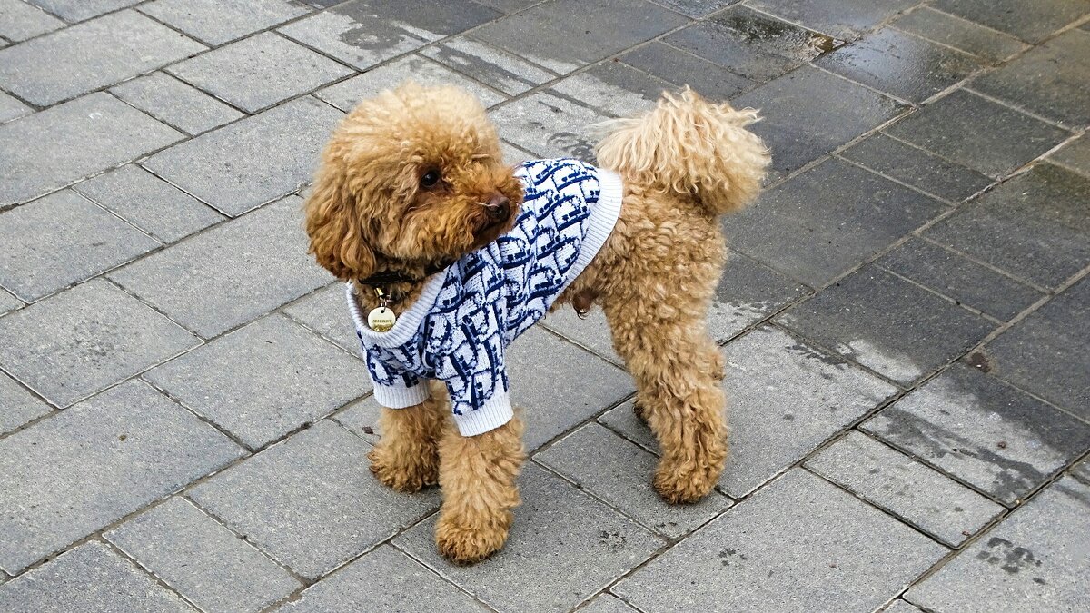 Модный пудель. - Милешкин Владимир Алексеевич 