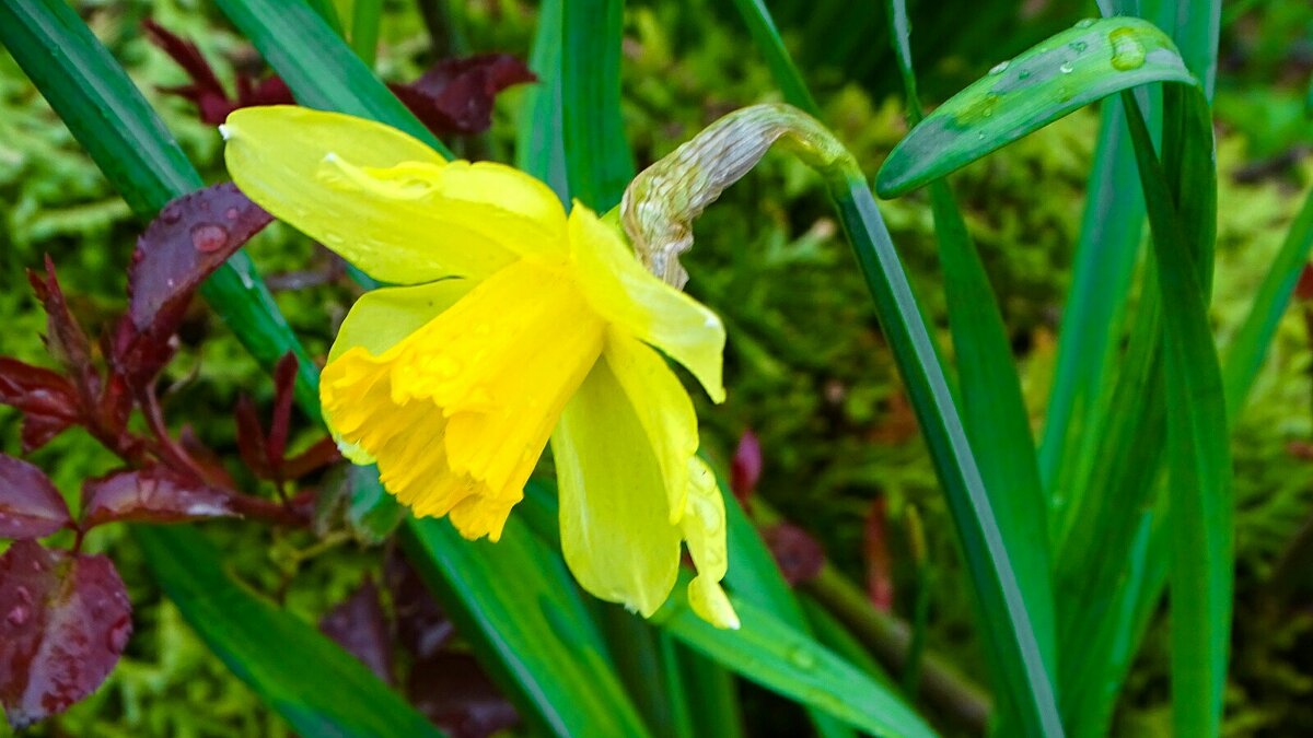 Нарцисс на городской клумбе. - Милешкин Владимир Алексеевич 
