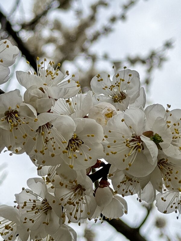 Абрикос? - Pippa 