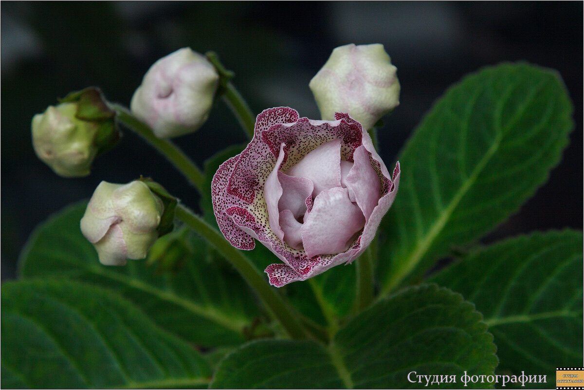 Глоксиния - Студия фотографии