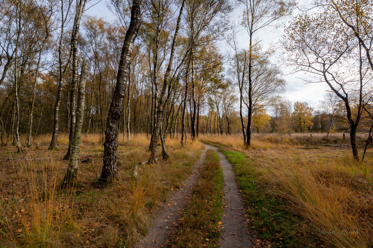 Осенней дорожкой... - Николай Гирш