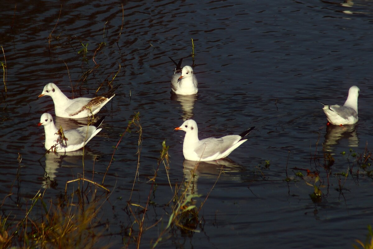Про птичек - Юрий. Шмаков