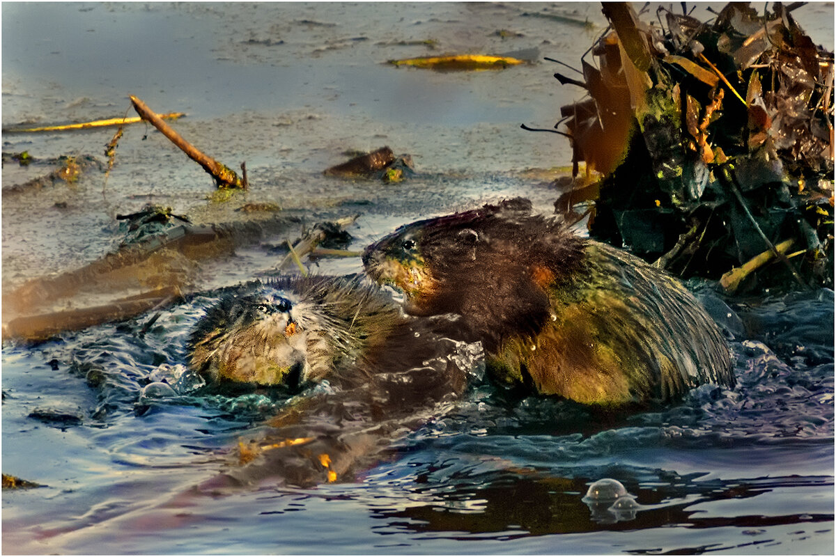 Строгое воспитание - Валентин Котляров