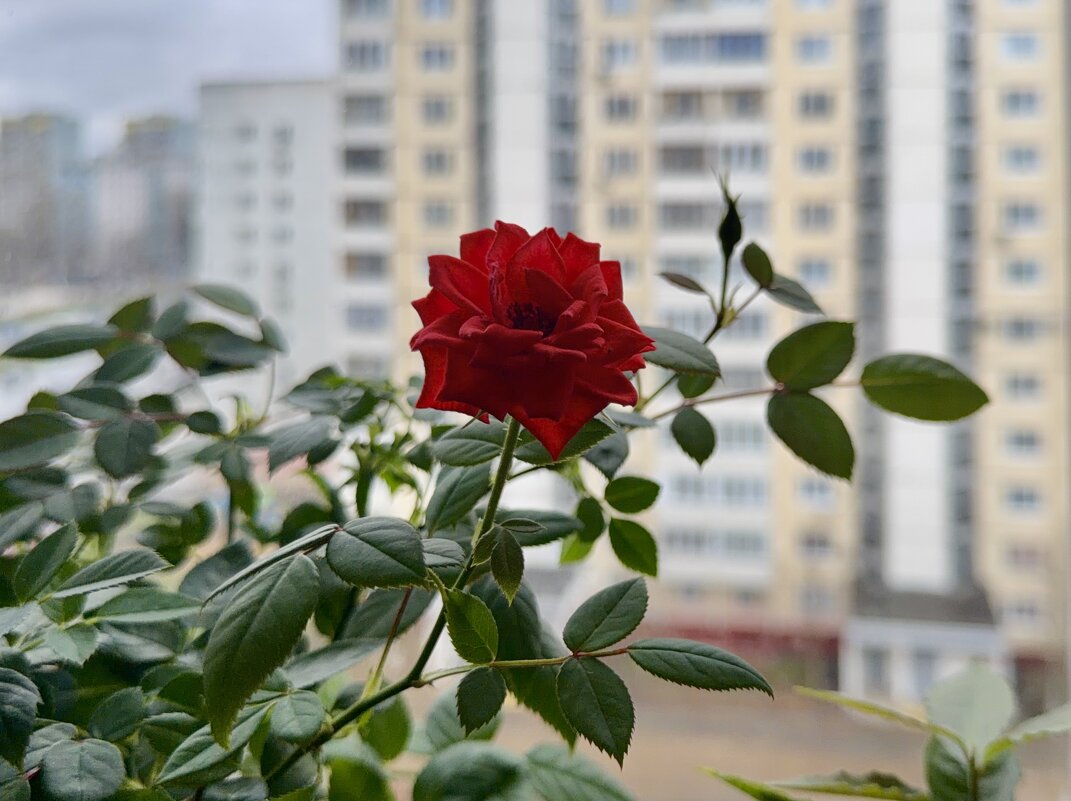 Мой домашний садик) - Любовь 