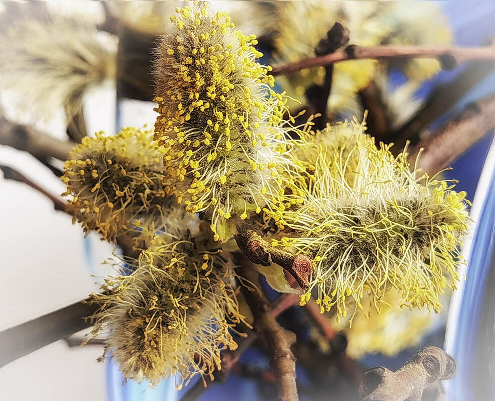 Весеннее настроение. - Лилия *