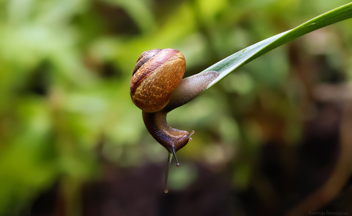 улитка - Laryan1 