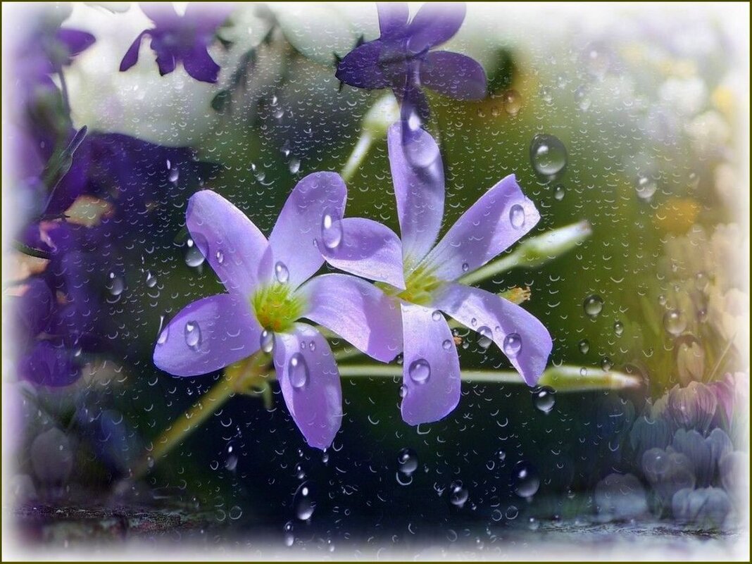 Капельки дождинки ... - Валентина Надсон