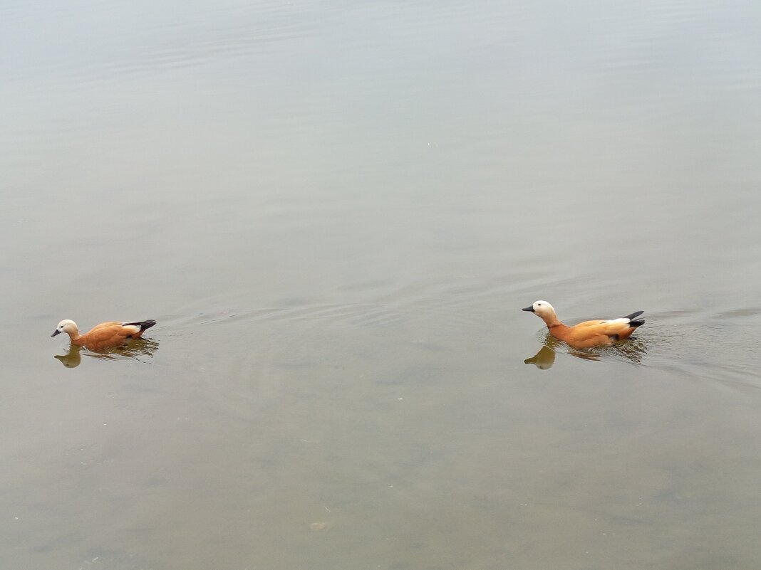 Ты от меня что ли уплываешь? Одумайся! - Андрей Лукьянов