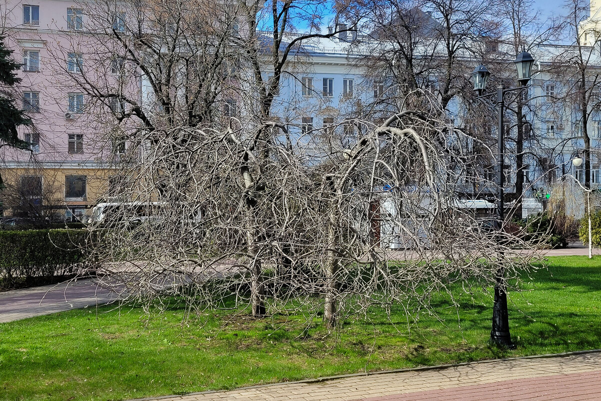 Апрель в Кольцовском сквере - Татьяна Машошина