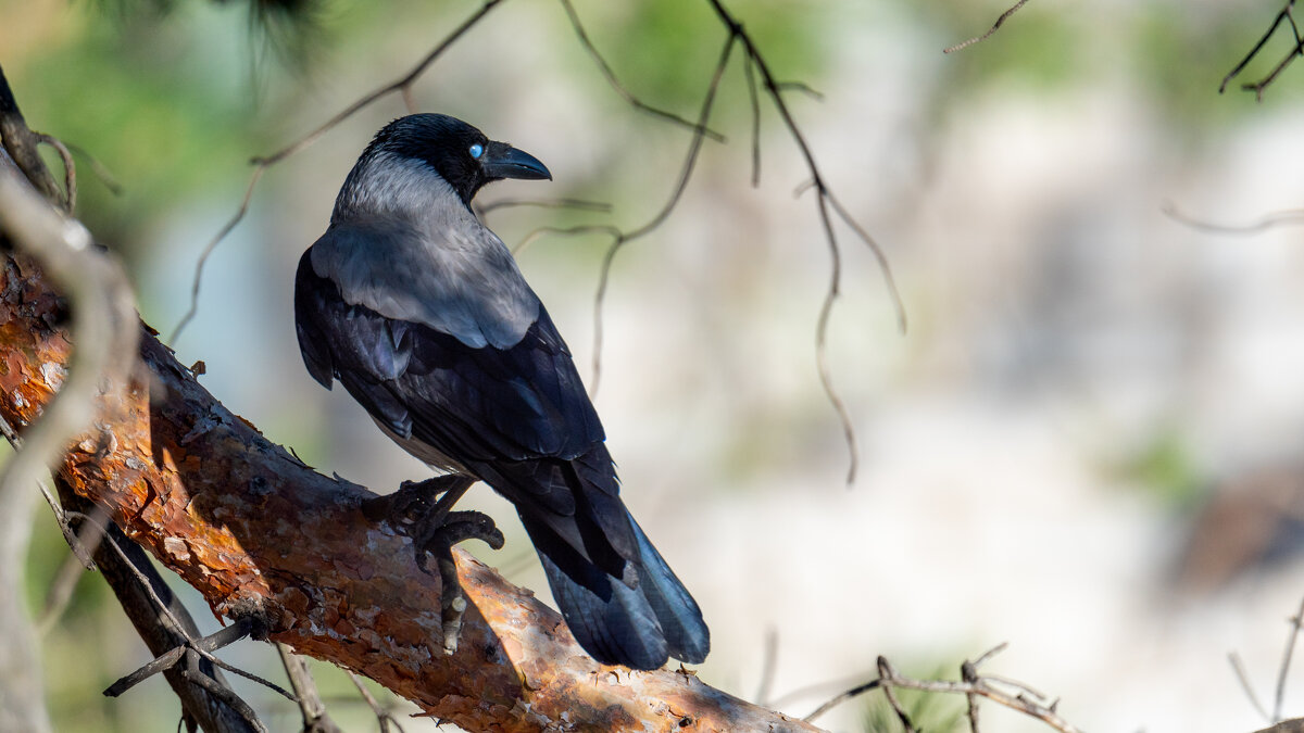 Птицы в городе - Владимир Лазарев