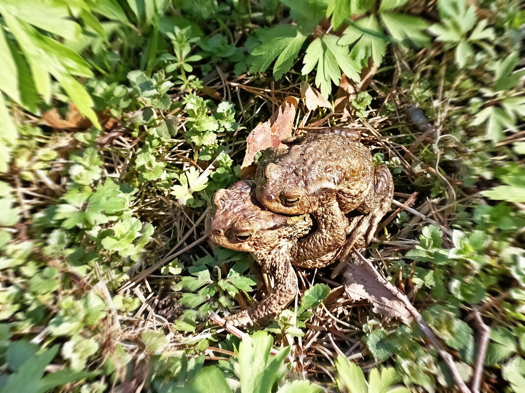 Весна ) - Veera V