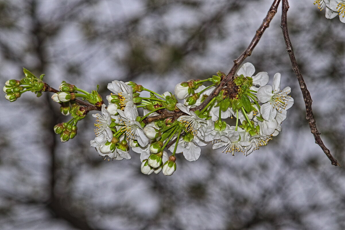 Еще веточка вишни - Giant Tao /