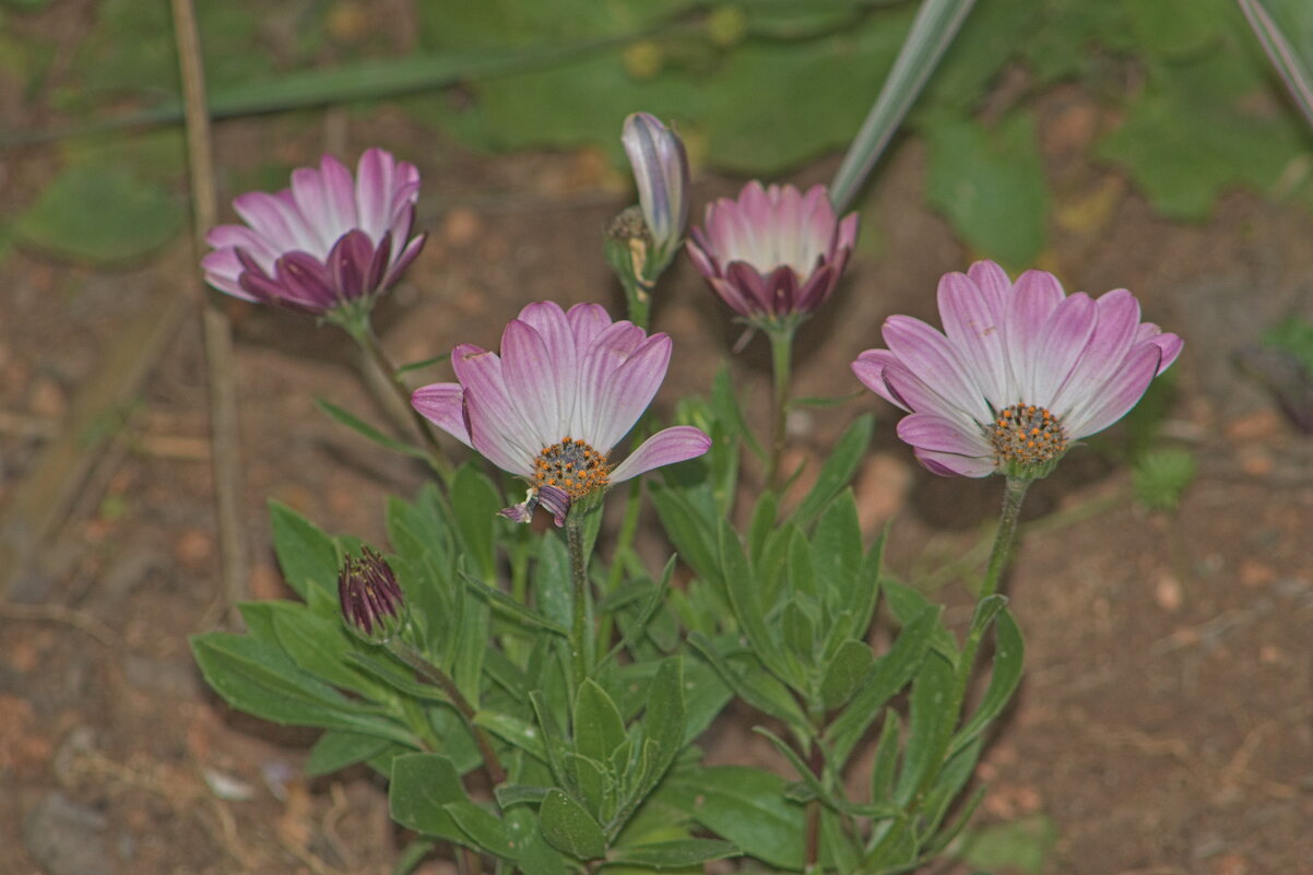 Остеоспермум - Giant Tao /