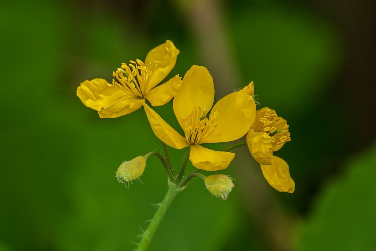 Чистотел - Игорь Сикорский