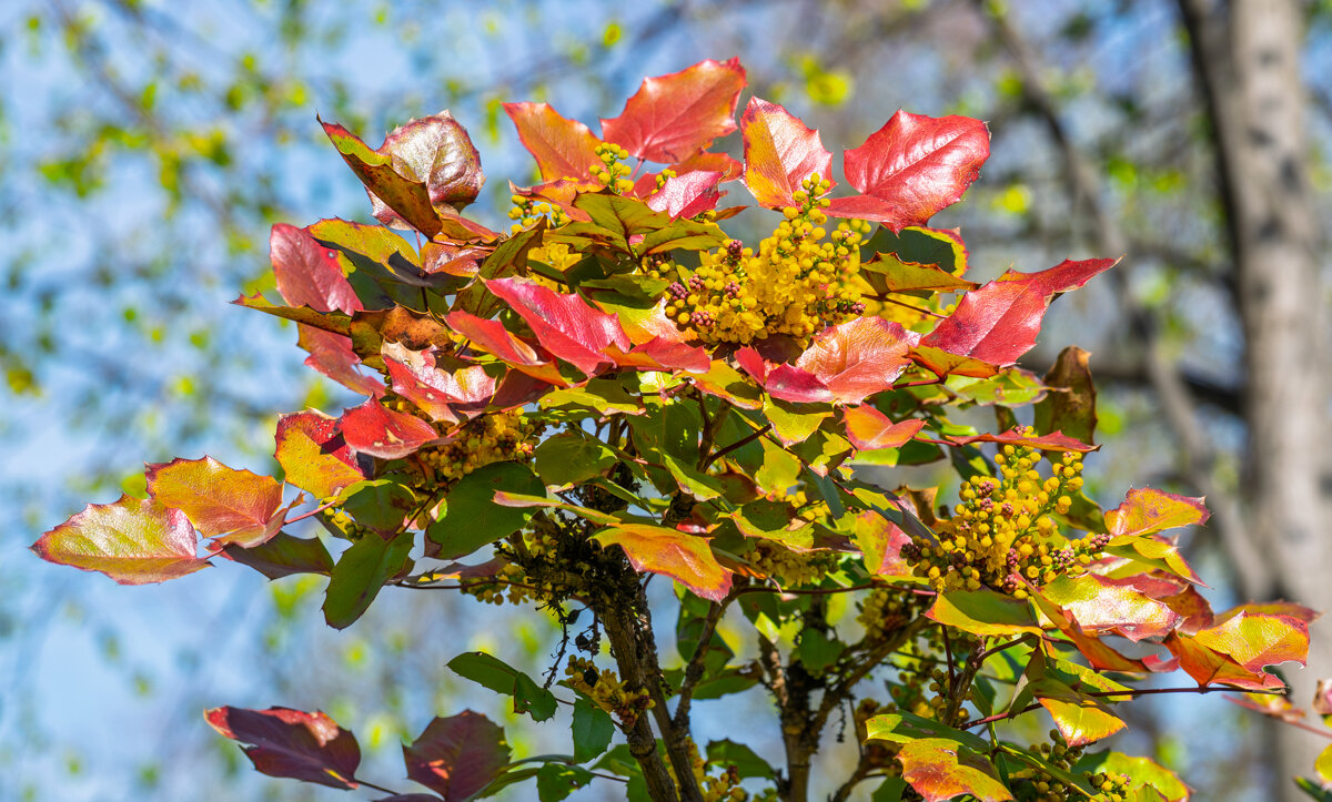 Магония падуболистная - Игорь Сикорский