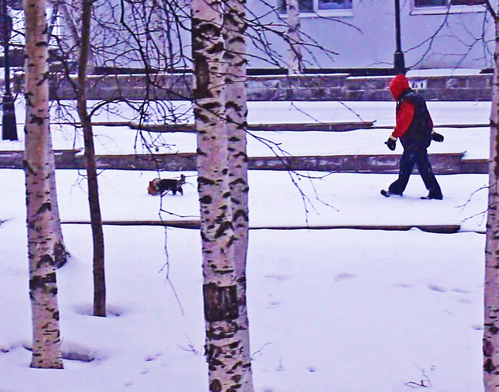 Утро апреля...По бульвару в снегопад с песиком! - Владимир 