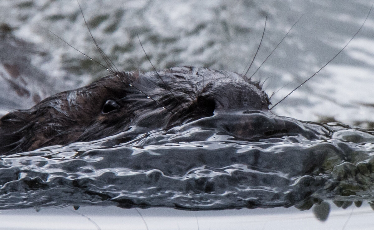 Бобр - Владимир Безбородов
